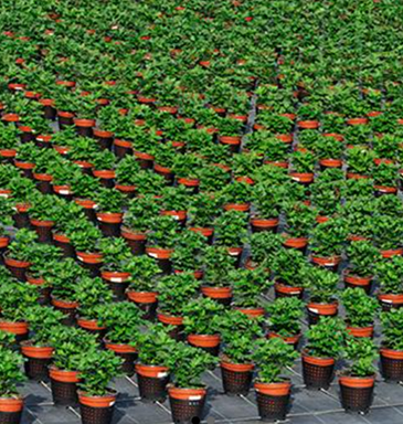 Landscaping & Nursery